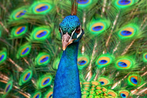 孔雀开屏比喻人是什么意思 女人调侃男人开屏是啥意思