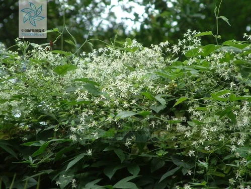 威灵仙的功能主治 威灵仙能排各种结石