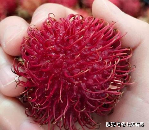 孕妇吃红毛丹对胎儿好吗 孕妇一次能吃几个红毛丹