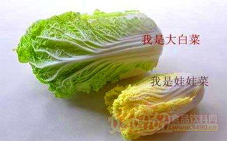 娃娃菜和大白菜的区别在哪里 大娃娃菜就是大白菜吗