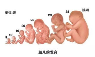 孕妇蓝莓吃多了胎儿长斑 孕妇经常吃蓝莓生下的小孩