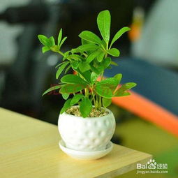 室内养不死的植物排名 净化空气吸甲醛最好的植物排名