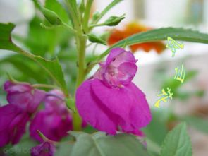 孕妇能用凤仙花染指甲吗 国家禁止用凤仙花染指甲