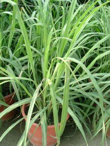 孕妇喝了含有香茅的饮料 孕妇吃了香茅草会胎停吗