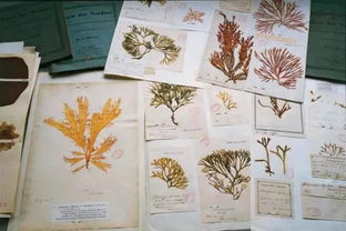 学生自制植物标本 植物标本最简单的方法