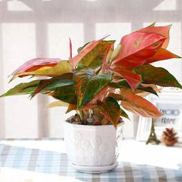 室内放什么绿植更吸甲醛 吸甲醛绿植第一名