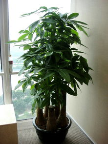 室内发财树几天浇一次水 发财树三大忌讳