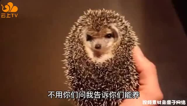 宁愿做一个浑身带刺的人 像刺猬一样的女人说说