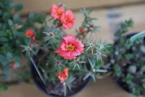 室内养不死的懒人花 二十种适合室内养花