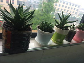 室内植物有哪些好养 适合长期放在室内的植物