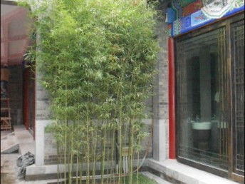 室内盆栽竹子怎么养 盆栽最好的竹子品种
