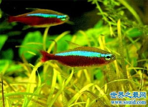 宝莲灯几天不喂会饿死 宝莲灯鱼接二连三的死