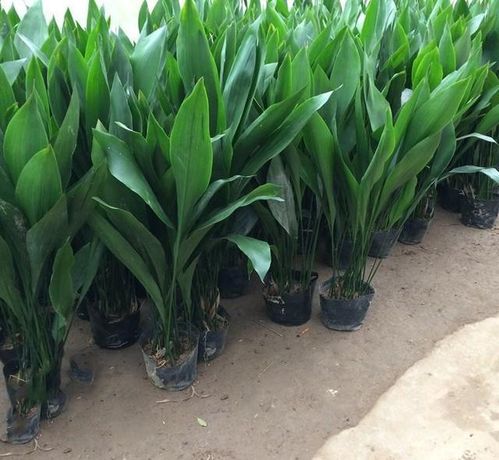 室内最耐活的植物 净化空气吸甲醛最好的植物排名