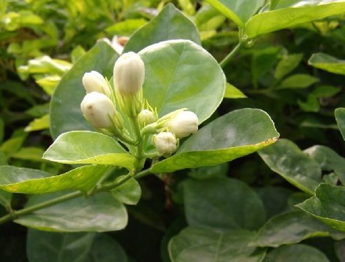 孕妇喝茉莉花茶有什么好处 孕晚期喝茉莉花苞的作用