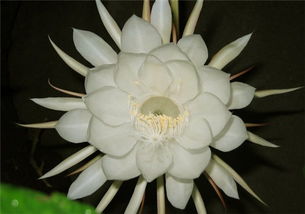 家庭养昙花的禁忌 家里养昙花吉不吉利