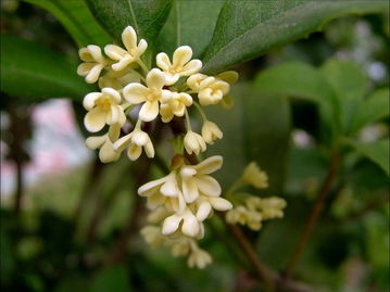家养桂花招鬼是真的吗 为什么家里不能养桂花