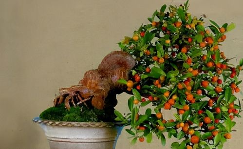 家里养金豆违法吗 购买金豆盆景违法吗