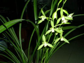 家里兰花开了 寓意 兰花突然开花预兆风水