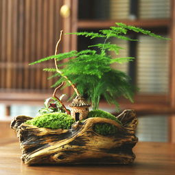 家里养文竹有讲究吗 为什么养文竹会倒霉