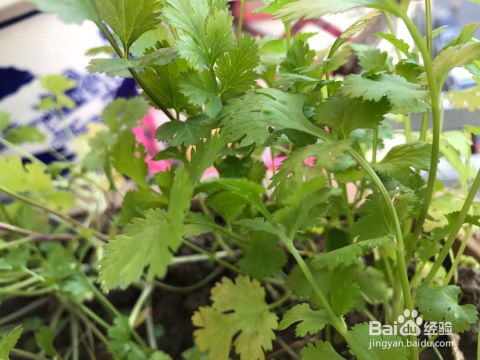 家庭种香菜的种法 家庭种香菜视频教程