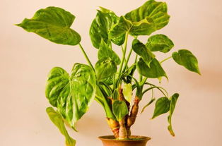 家里为什么不能养滴水观音 滴水观音放在哪里招财