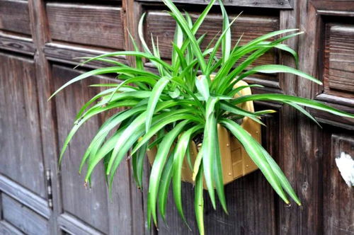 家里养吊兰对女性不好 家里吊兰是财运还是祸害