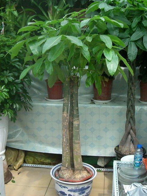 家里养苔藓风水不好吗 在家种苔藓禁忌
