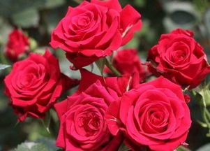 家里养玫瑰的禁忌 家里养玫瑰花吉祥吗