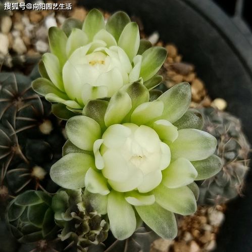家里为什么不能养绯花玉 家里养绯花玉吉利吗