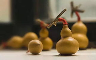 家里为什么不能种葫芦 家里栽葫芦对主人好不好
