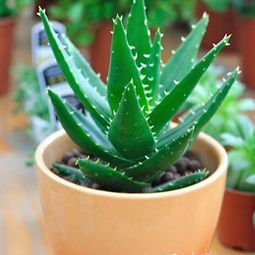 家里养几盆芦荟最好 芦荟一盆种几株最好