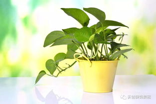 家里养绿萝的风水禁忌 绿萝放客厅大忌