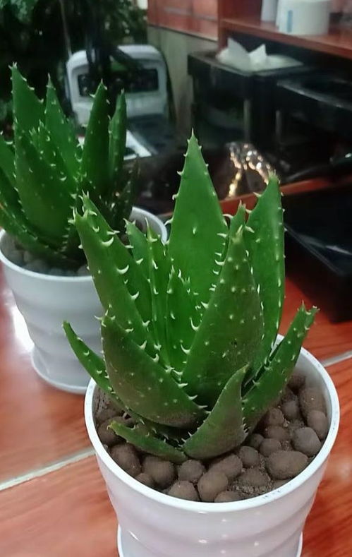家养芦荟的正确养法 养芦荟的三大忌