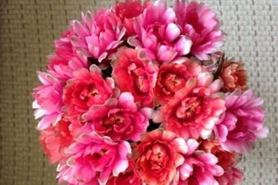 家里养绯花玉吉利吗 家里为什么不能养绯花玉