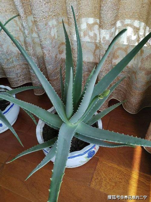 家里养不死鸟吉利吗 不死鸟敷腿