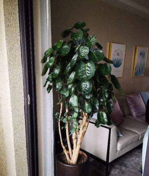 家里养金钱兜好不好 金钱兜为什么很少人养