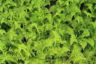 家中为什么不宜养蕨类植物 蕨类植物对风水有害