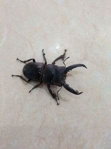 家里发现锹甲虫怎么办 锹甲虫一只多少元