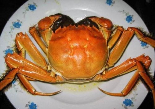 寄居蟹怎样认主人 寄居蟹会互相残杀吗