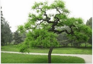 家里种黑骨茶 风水禁忌 黑骨茶是凶树还是吉树