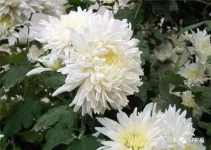 寄托着思念的花 寄托对亲人思念的花