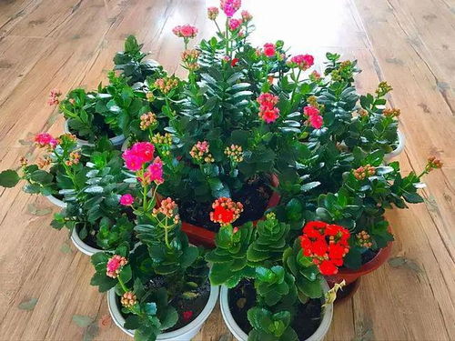 家里摆洋甘菊花吉利吗 洋甘菊是送给死人的吗