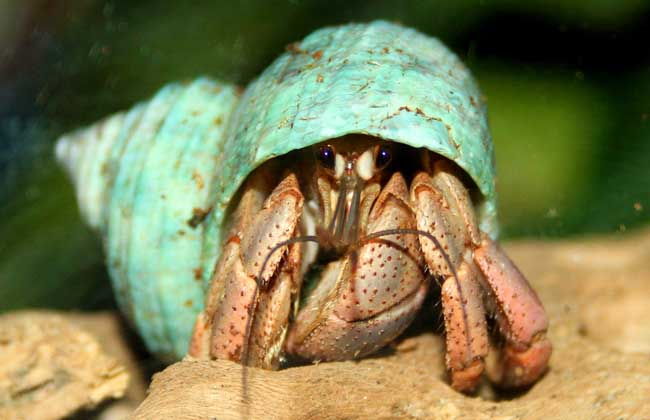 寄居蟹单养一只会死吗 寄居蟹可以上手玩吗