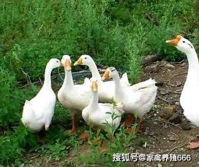 家鹅几个月开始下蛋 母鹅吃什么爱下蛋