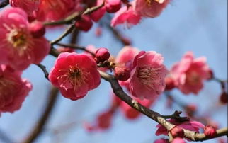家里千万不能养梅花 为什么院子里忌讳种梅花