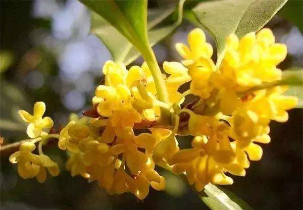 家里种桂花树吉利吗 桂花树镇宅还是招鬼