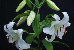 家里放百合花风水好吗 百合花为什么是死人花