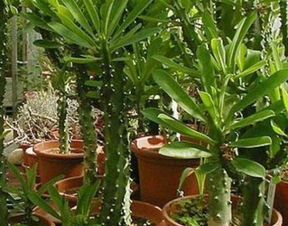 家里养霸王鞭风水好吗 霸王鞭放哪里最旺财