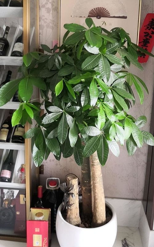 家里为什么不能养黑骨茶 黑骨茶是凶树还是吉树