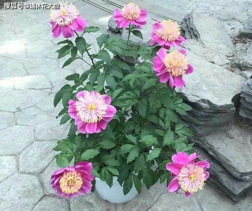 家里芍药花开了是好兆头 芍药什么颜色镇宅最好